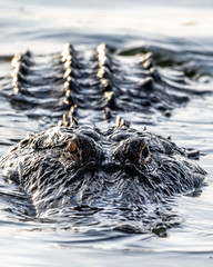 Close up of an American alligator in the lake