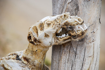 bones of the skeleton of a dead animal hanging on the fence