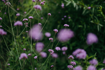 Closeup of the flowers. 