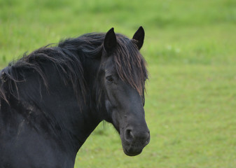 Fototapeta premium Black horse Percheron