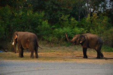 the beautiful elephant 