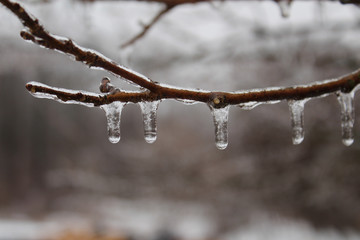 Small Icicles Hanging From Twig Encased in Ice From Freezing Rain