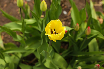 Beautiful tulip flower and green leaf background in the garden at sunny summer or spring day, selective focus.