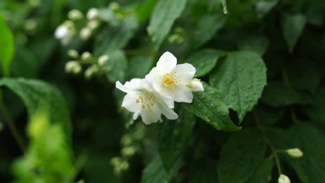 jasmine flower growing in a green garden