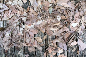 Decaying brown leaves on weathered wooden planks allover background