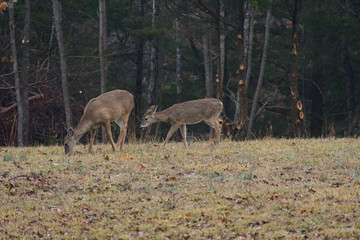 deer in the forest