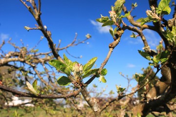 First spring apple blossoms with blue sky behind