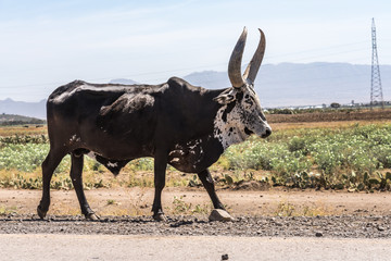 Brahman or Zebu bulls on the road to Gheralta in Tigray, Ethiopia