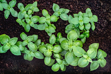 Young basil seedlings  in peat substrate
