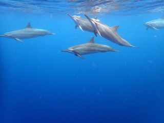 Pod of Spinner Dolphins