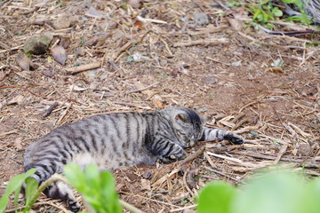 ハワイオアフ島　ハナウマ湾の野良猫