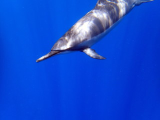 Spinner Dolphins, Hawaii