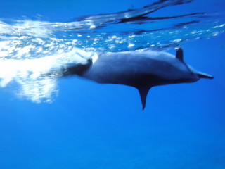 Obraz premium Spinner Dolphins, Hawaii