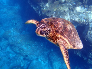 Green Sea Turtle Curious Bay Big Island