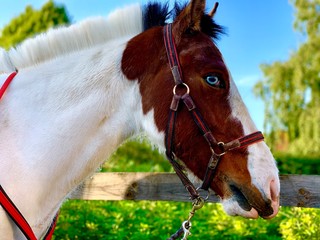 portrait of a horse