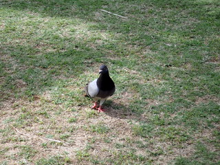 Pigeon Broken Foot Grass Hanauma Bay