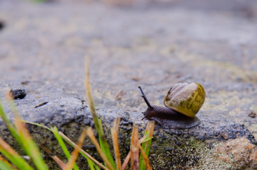 Snail on large rock close up