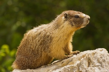  Gopher standing on a rock