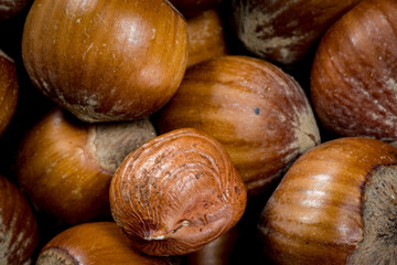 Single Shelled Hazelnut Atop Pile