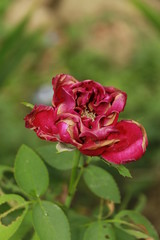 Dying red rose.