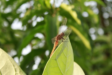 Dragonfly in nature