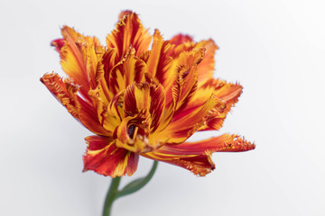 One red-orange fringed tulip flower on a gray monochromatic background. Effective flower of a tulip of a fiery coloring with fringed petals. Use for cards, prints