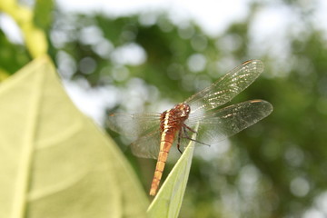 Dragonfly in nature