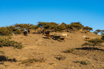 Fototapeta na wymiar landscape in the highlands of Lalibela, Ethiopia
