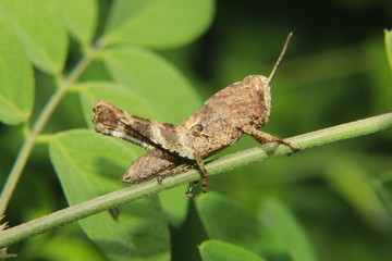 Grasshopper