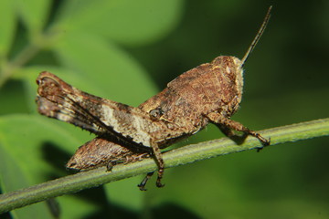 grasshopper