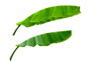 ฺBanana green leaf isolated on white background