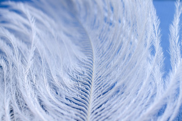 villi white feather on a blue background macro