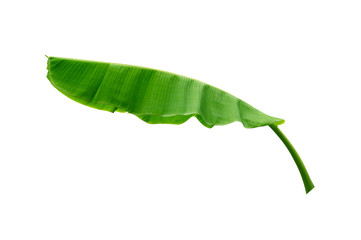 Banana leaves isolated on white background.