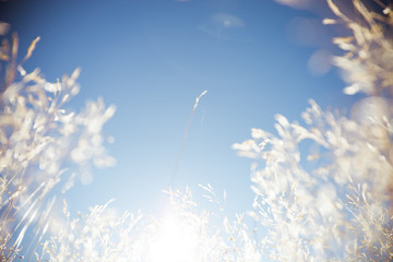 Wheat grass field in nature with blue sky background, dry summer plant on bright sunny day