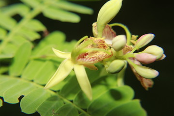 Tamarind (Tamarindus indica) flowers on tree.