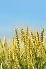 Fototapeta premium field of wheat
