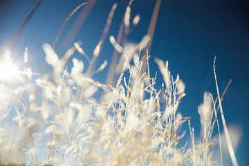 Wheat grass field in nature with blue sky background, dry summer plant on bright sunny day