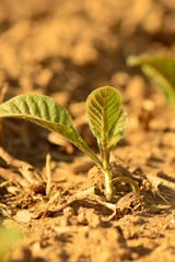 young tobacco plant in soil