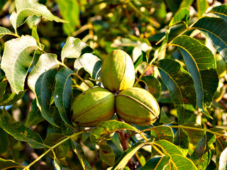 Pecan nuts on tree in Georgia, USA