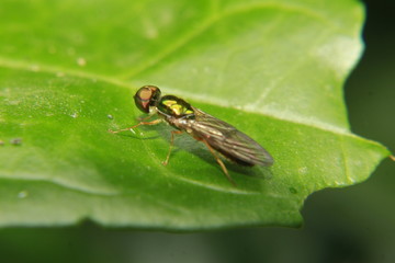 fly on leaf