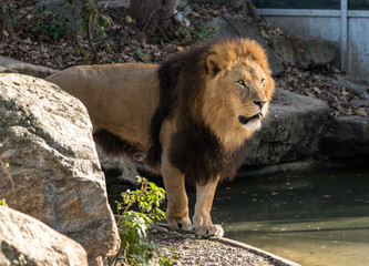 The lion, Panthera leo is one of the four big cats in the genus Panthera