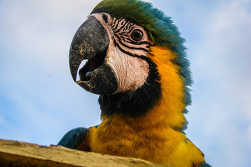 portrait of a parrot