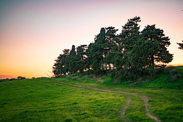 tree in field