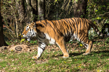 Plakat The Siberian tiger,Panthera tigris altaica in the zoo