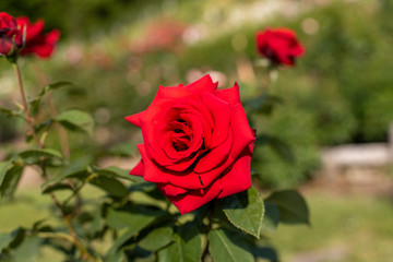 深紅の薔薇