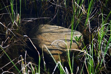 Close up on plants and rock in shallow river bank