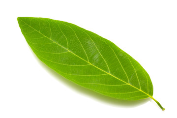 Obraz premium Green leaf texture