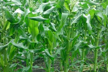 豊潤でたわわに実ったトウモロコシ畑