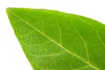 Green leaf texture
