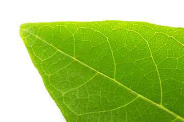 Fototapeta na wymiar Green leaf texture